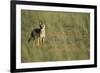 Jackal Standing on Savanna-Paul Souders-Framed Photographic Print