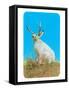 Jackalope, Horned Rabbit-null-Framed Stretched Canvas