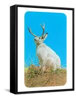 Jackalope, Horned Rabbit-null-Framed Stretched Canvas