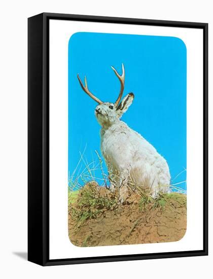 Jackalope, Horned Rabbit-null-Framed Stretched Canvas