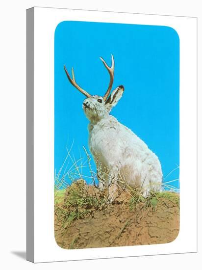 Jackalope, Horned Rabbit-null-Stretched Canvas