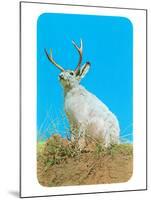 Jackalope, Horned Rabbit-null-Mounted Art Print