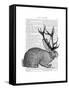 Jackalope Portrait 1-Fab Funky-Framed Stretched Canvas