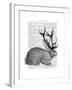 Jackalope Portrait 1-Fab Funky-Framed Art Print