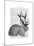 Jackalope Portrait 1-Fab Funky-Mounted Art Print