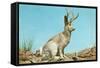 Jackalope-null-Framed Stretched Canvas