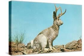 Jackalope-null-Stretched Canvas