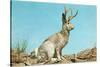 Jackalope-null-Stretched Canvas
