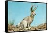 Jackalope-null-Framed Stretched Canvas