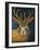 Jackalope-Leah Saulnier-Framed Giclee Print