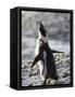 Jackass Penguin (African Penguin) (Spheniscus Demersus), Cape Town, South Africa, Africa-Thorsten Milse-Framed Stretched Canvas