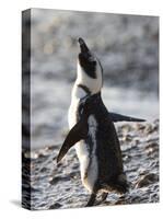 Jackass Penguin (African Penguin) (Spheniscus Demersus), Cape Town, South Africa, Africa-Thorsten Milse-Stretched Canvas