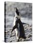 Jackass Penguin (African Penguin) (Spheniscus Demersus), Cape Town, South Africa, Africa-Thorsten Milse-Stretched Canvas