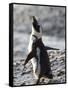 Jackass Penguin (African Penguin) (Spheniscus Demersus), Cape Town, South Africa, Africa-Thorsten Milse-Framed Stretched Canvas