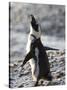 Jackass Penguin (African Penguin) (Spheniscus Demersus), Cape Town, South Africa, Africa-Thorsten Milse-Stretched Canvas