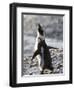Jackass Penguin (African Penguin) (Spheniscus Demersus), Cape Town, South Africa, Africa-Thorsten Milse-Framed Photographic Print