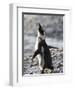 Jackass Penguin (African Penguin) (Spheniscus Demersus), Cape Town, South Africa, Africa-Thorsten Milse-Framed Photographic Print