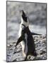 Jackass Penguin (African Penguin) (Spheniscus Demersus), Cape Town, South Africa, Africa-Thorsten Milse-Mounted Photographic Print