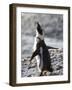 Jackass Penguin (African Penguin) (Spheniscus Demersus), Cape Town, South Africa, Africa-Thorsten Milse-Framed Photographic Print