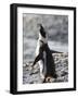 Jackass Penguin (African Penguin) (Spheniscus Demersus), Cape Town, South Africa, Africa-Thorsten Milse-Framed Photographic Print