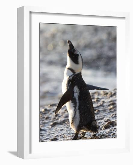 Jackass Penguin (African Penguin) (Spheniscus Demersus), Cape Town, South Africa, Africa-Thorsten Milse-Framed Photographic Print