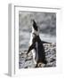 Jackass Penguin (African Penguin) (Spheniscus Demersus), Cape Town, South Africa, Africa-Thorsten Milse-Framed Photographic Print