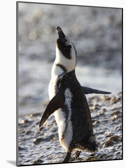 Jackass Penguin (African Penguin) (Spheniscus Demersus), Cape Town, South Africa, Africa-Thorsten Milse-Mounted Photographic Print