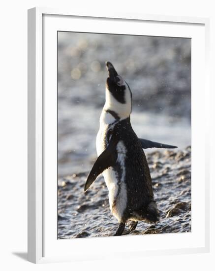 Jackass Penguin (African Penguin) (Spheniscus Demersus), Cape Town, South Africa, Africa-Thorsten Milse-Framed Photographic Print