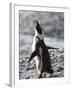 Jackass Penguin (African Penguin) (Spheniscus Demersus), Cape Town, South Africa, Africa-Thorsten Milse-Framed Photographic Print