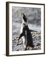 Jackass Penguin (African Penguin) (Spheniscus Demersus), Cape Town, South Africa, Africa-Thorsten Milse-Framed Photographic Print