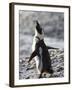 Jackass Penguin (African Penguin) (Spheniscus Demersus), Cape Town, South Africa, Africa-Thorsten Milse-Framed Photographic Print