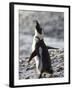 Jackass Penguin (African Penguin) (Spheniscus Demersus), Cape Town, South Africa, Africa-Thorsten Milse-Framed Photographic Print