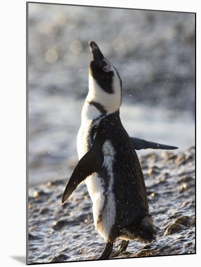 Jackass Penguin (African Penguin) (Spheniscus Demersus), Cape Town, South Africa, Africa-Thorsten Milse-Mounted Photographic Print