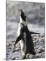 Jackass Penguin (African Penguin) (Spheniscus Demersus), Cape Town, South Africa, Africa-Thorsten Milse-Mounted Photographic Print