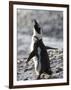 Jackass Penguin (African Penguin) (Spheniscus Demersus), Cape Town, South Africa, Africa-Thorsten Milse-Framed Photographic Print