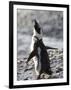 Jackass Penguin (African Penguin) (Spheniscus Demersus), Cape Town, South Africa, Africa-Thorsten Milse-Framed Photographic Print