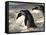 Jackass Penguin (African Penguin) (Spheniscus Demersus), Cape Town, South Africa, Africa-Thorsten Milse-Framed Stretched Canvas