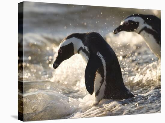 Jackass Penguin (African Penguin) (Spheniscus Demersus), Cape Town, South Africa, Africa-Thorsten Milse-Stretched Canvas