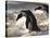 Jackass Penguin (African Penguin) (Spheniscus Demersus), Cape Town, South Africa, Africa-Thorsten Milse-Stretched Canvas