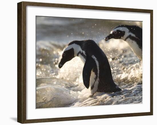 Jackass Penguin (African Penguin) (Spheniscus Demersus), Cape Town, South Africa, Africa-Thorsten Milse-Framed Photographic Print