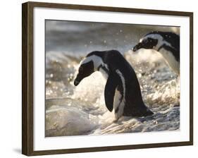 Jackass Penguin (African Penguin) (Spheniscus Demersus), Cape Town, South Africa, Africa-Thorsten Milse-Framed Photographic Print