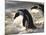 Jackass Penguin (African Penguin) (Spheniscus Demersus), Cape Town, South Africa, Africa-Thorsten Milse-Mounted Photographic Print