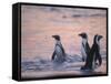 Jackass Penguin, Cape Town, South Africa-Stuart Westmoreland-Framed Stretched Canvas