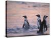 Jackass Penguin, Cape Town, South Africa-Stuart Westmoreland-Stretched Canvas