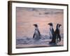 Jackass Penguin, Cape Town, South Africa-Stuart Westmoreland-Framed Photographic Print