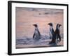 Jackass Penguin, Cape Town, South Africa-Stuart Westmoreland-Framed Photographic Print