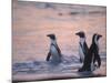 Jackass Penguin, Cape Town, South Africa-Stuart Westmoreland-Mounted Photographic Print