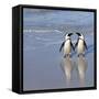 Jackass Penguin Pair-null-Framed Stretched Canvas