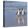 Jackass Penguin Pair-null-Stretched Canvas