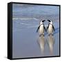 Jackass Penguin Pair-null-Framed Stretched Canvas